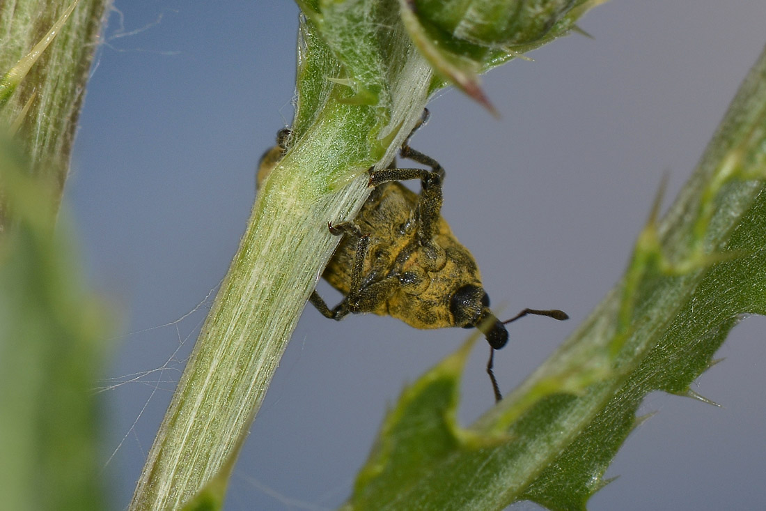 Curculionidae:  Larinus cynarae?  No,  Larinus carlinae